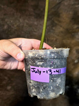 Variegated Philodendron Florida Beauty x Billietiae - Exact Plant - (July-13-41)