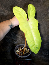 Variegated Philodendron Florida Beauty x Billietiae - Exact Plant - (July-13-43)