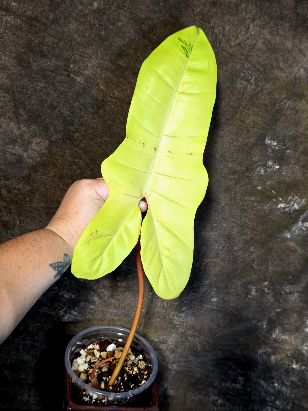 Variegated Philodendron Florida Beauty x Billietiae - Exact Plant - (July-13-43)