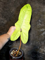 Variegated Philodendron Florida Beauty x Billietiae - Exact Plant - (July-13-43)