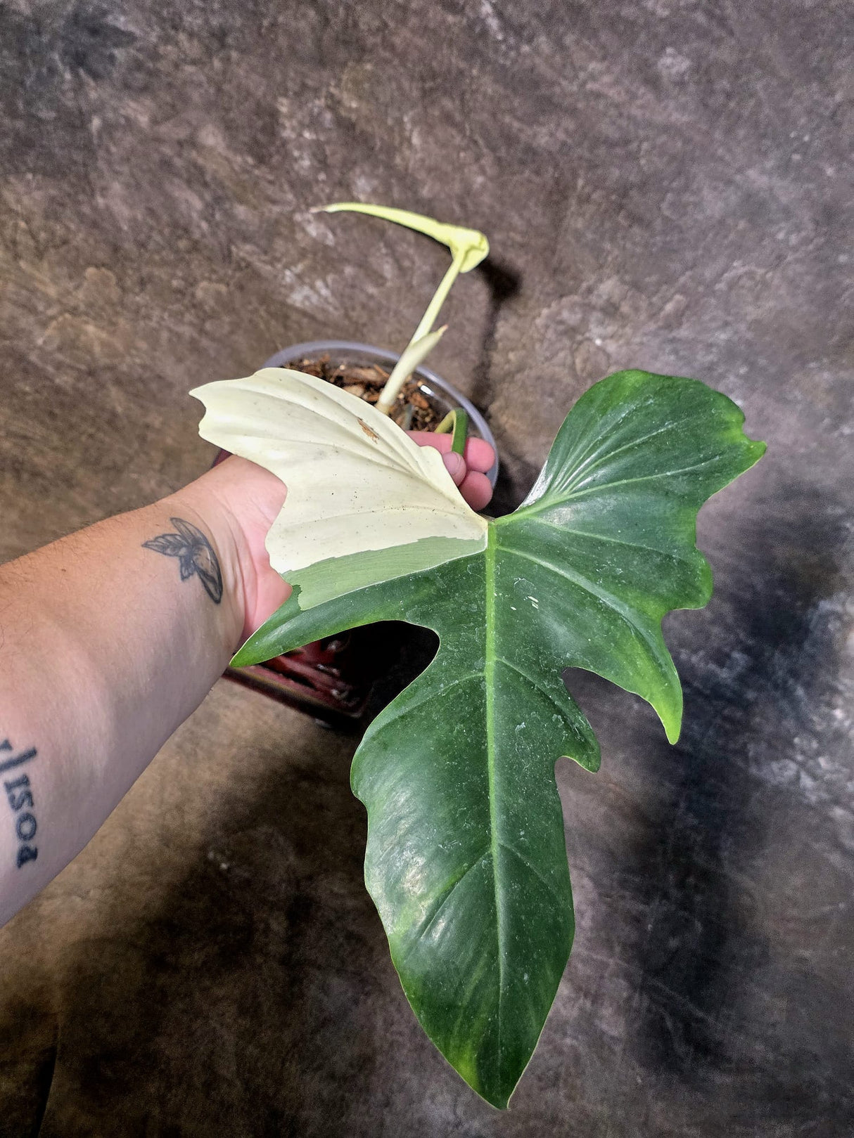 Variegated Golden Dragon Philodendron - EXACT Plant - (July-13-44)