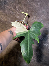 Variegated Golden Dragon Philodendron - EXACT Plant - (July-13-44)