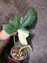 Variegated Golden Dragon Philodendron - EXACT Plant - (July-13-44)
