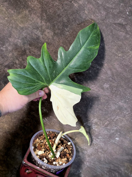 Variegated Golden Dragon Philodendron - EXACT Plant - (July-13-44)