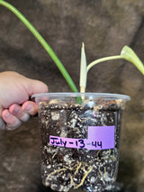 Variegated Golden Dragon Philodendron - EXACT Plant - (July-13-44)