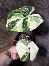 Philodendron Gloriosum Tricolor Plant - Velvet Leaf Collector Plant - (July-13-46)