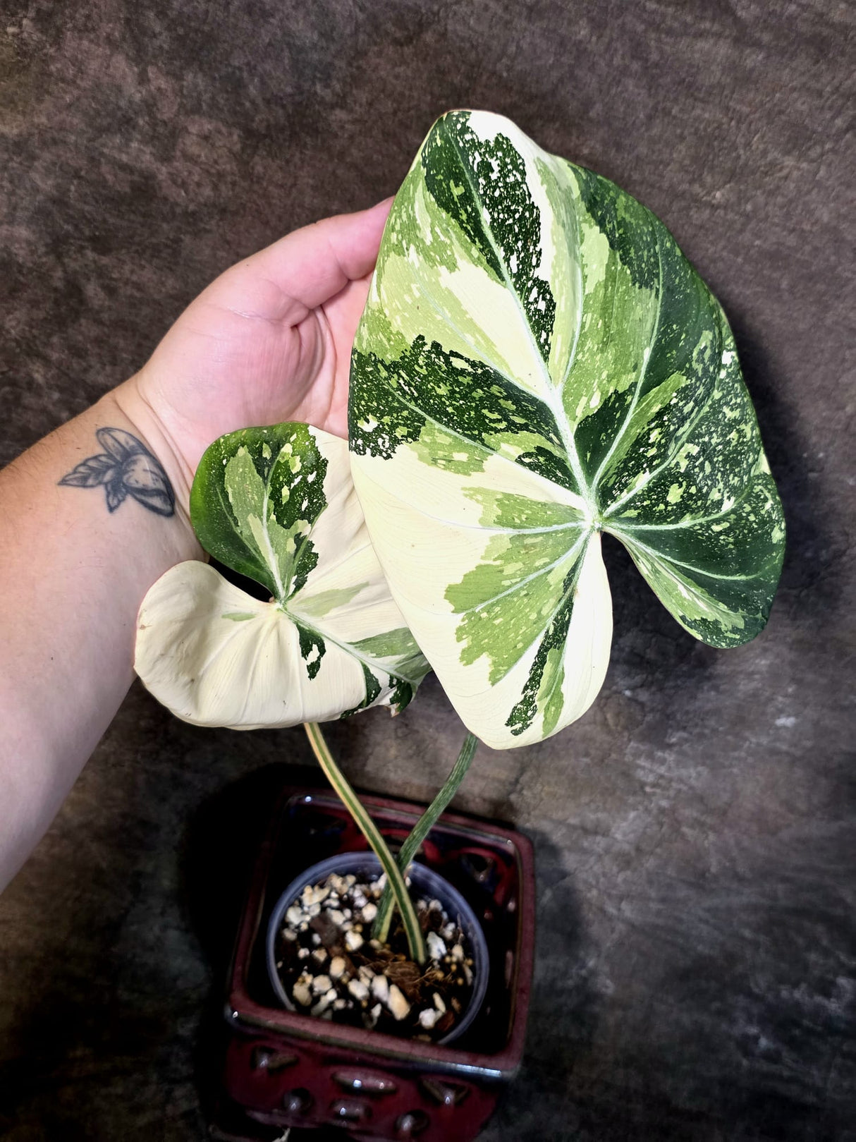 Philodendron Gloriosum Tricolor Plant - Velvet Leaf Collector Plant - (July-13-46)