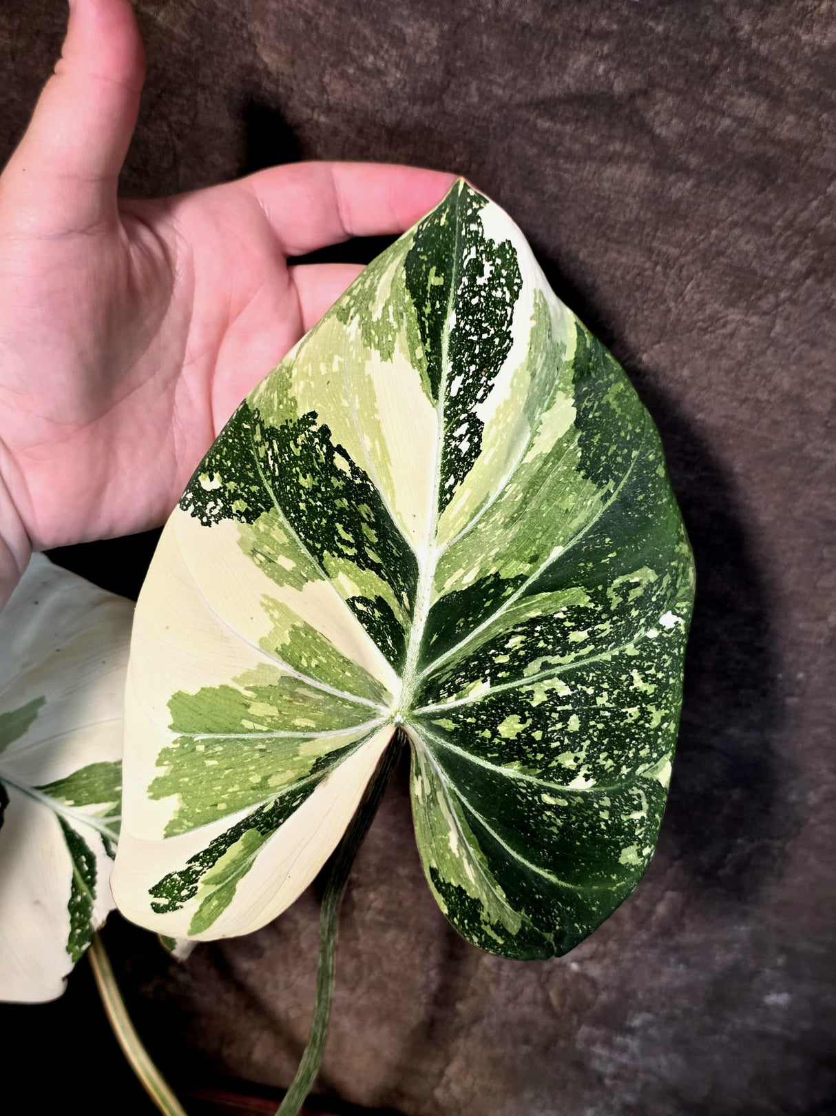 Philodendron Gloriosum Tricolor Plant - Velvet Leaf Collector Plant - (July-13-46)