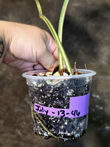 Philodendron Gloriosum Tricolor Plant - Velvet Leaf Collector Plant - (July-13-46)