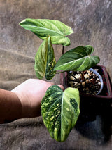 Philodendron Gloriosum Tricolor Plant - Velvet Leaf Collector Plant - (July-13-48)