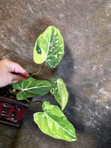 Philodendron Gloriosum Tricolor Plant - Velvet Leaf Collector Plant - (July-13-48)