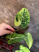 Philodendron Gloriosum Tricolor Plant - Velvet Leaf Collector Plant - (July-13-48)
