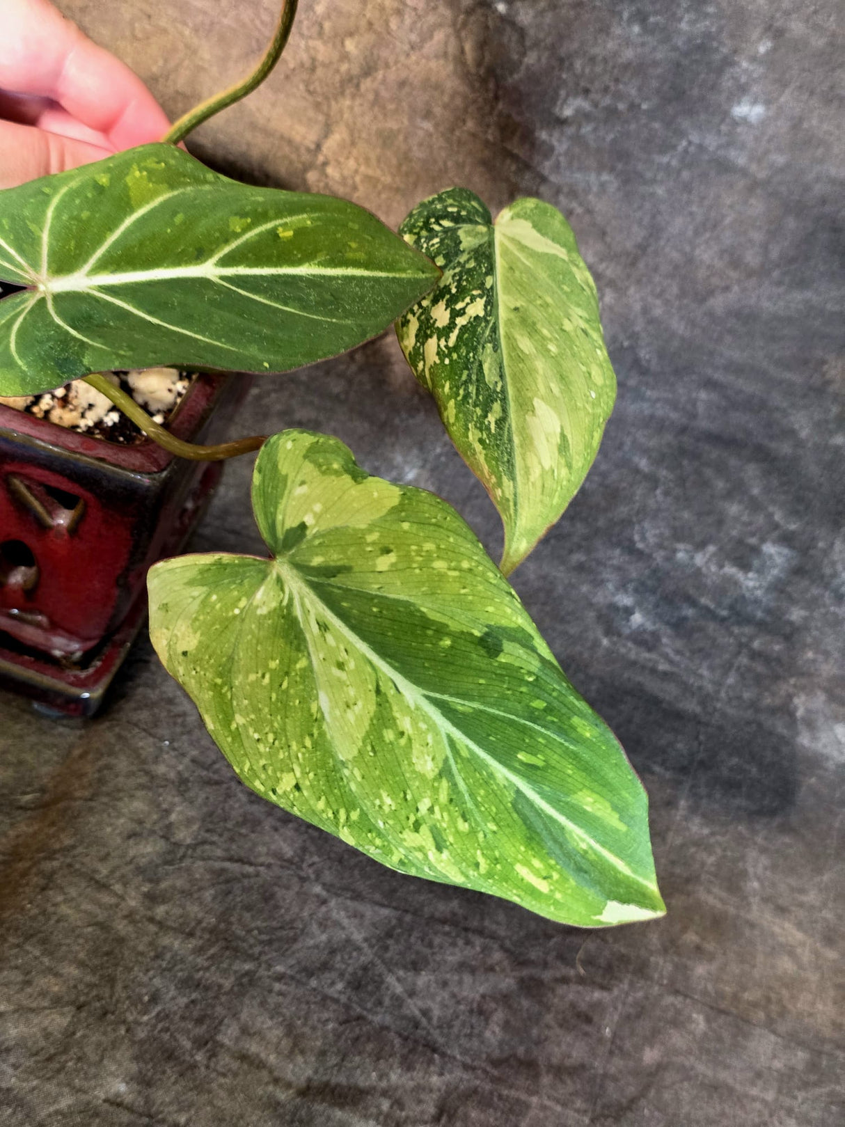 Philodendron Gloriosum Tricolor Plant - Velvet Leaf Collector Plant - (July-13-48)