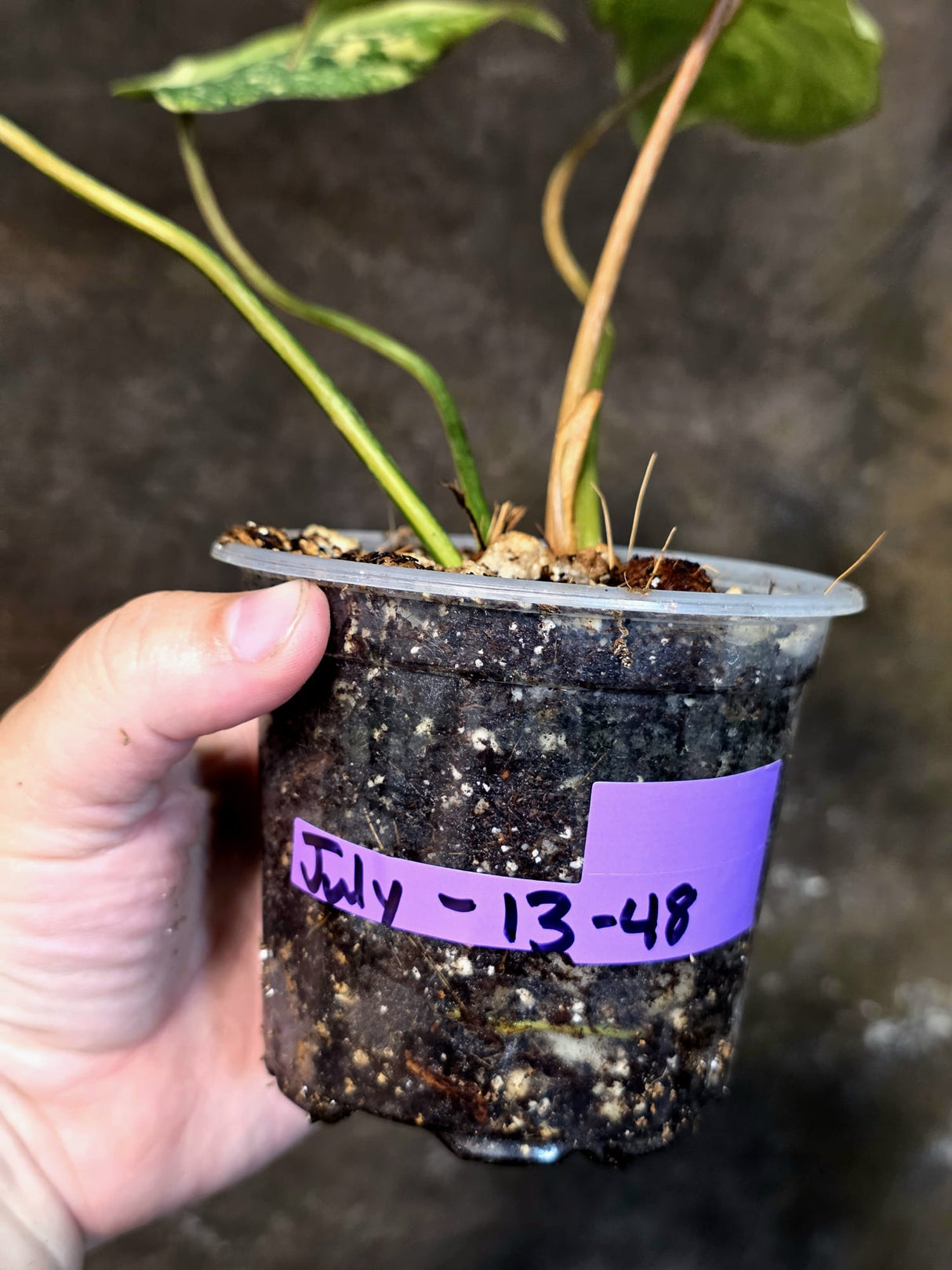 Philodendron Gloriosum Tricolor Plant - Velvet Leaf Collector Plant - (July-13-48)