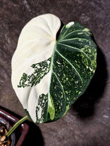 Philodendron Gloriosum Tricolor Plant - Velvet Leaf Collector Plant - (July-13-49)