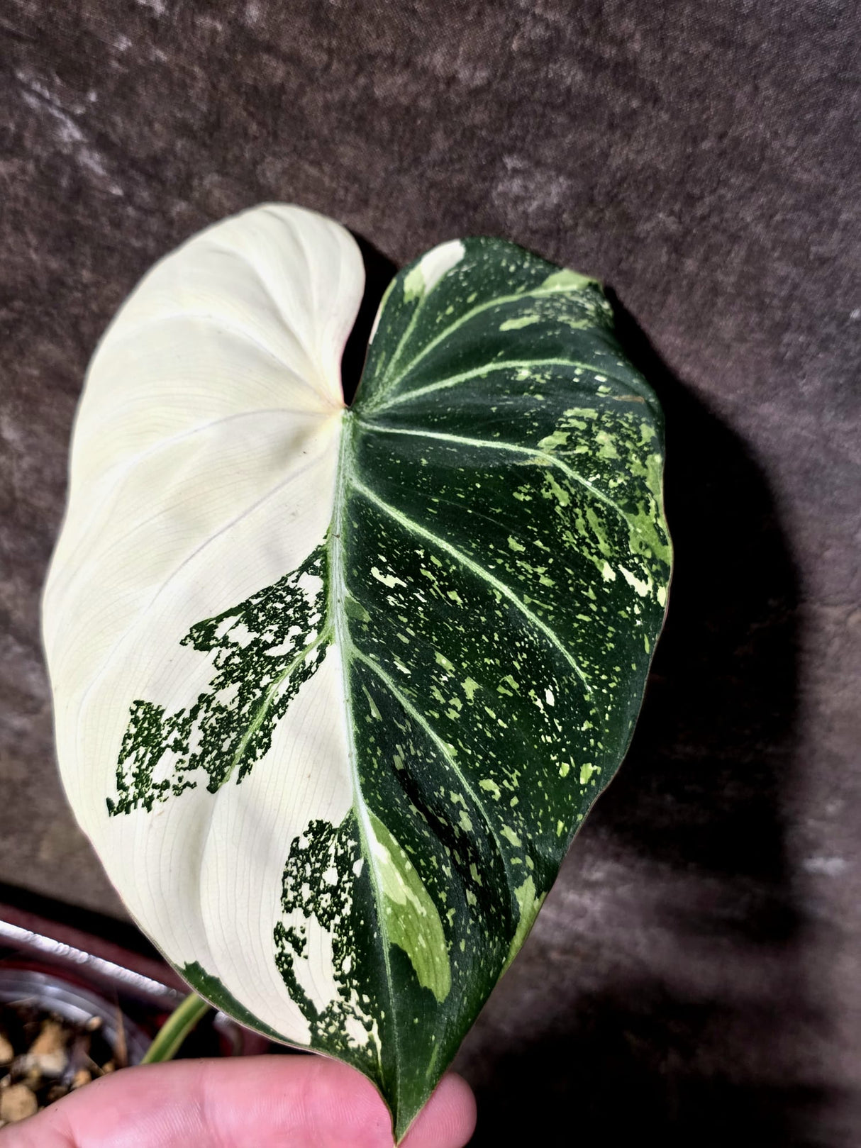 Philodendron Gloriosum Tricolor Plant - Velvet Leaf Collector Plant - (July-13-49)