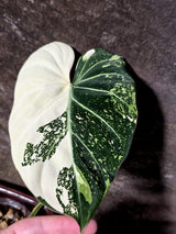 Philodendron Gloriosum Tricolor Plant - Velvet Leaf Collector Plant - (July-13-49)