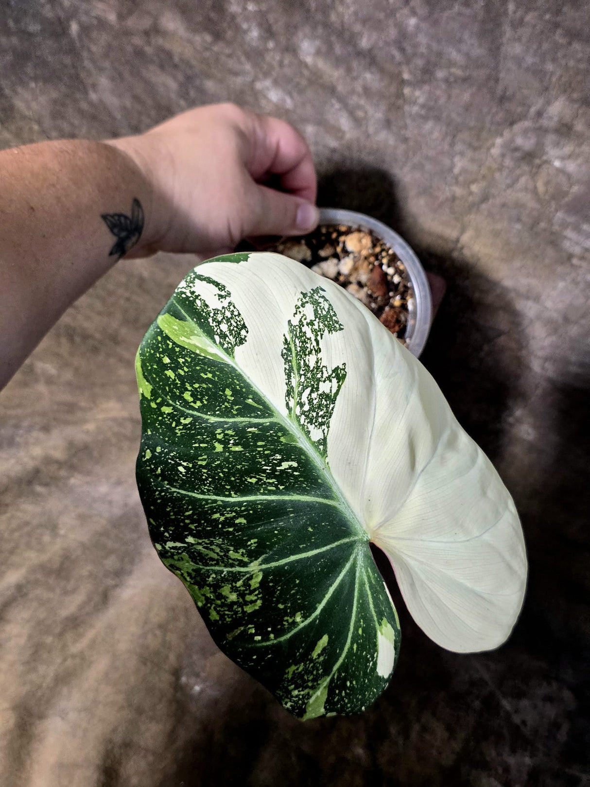 Philodendron Gloriosum Tricolor Plant - Velvet Leaf Collector Plant - (July-13-49)