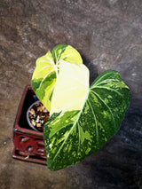 Philodendron Gloriosum Tricolor Plant - Velvet Leaf Collector Plant - (July-13-50)