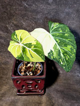Philodendron Gloriosum Tricolor Plant - Velvet Leaf Collector Plant - (July-13-50)