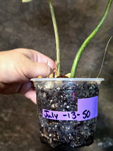 Philodendron Gloriosum Tricolor Plant - Velvet Leaf Collector Plant - (July-13-50)