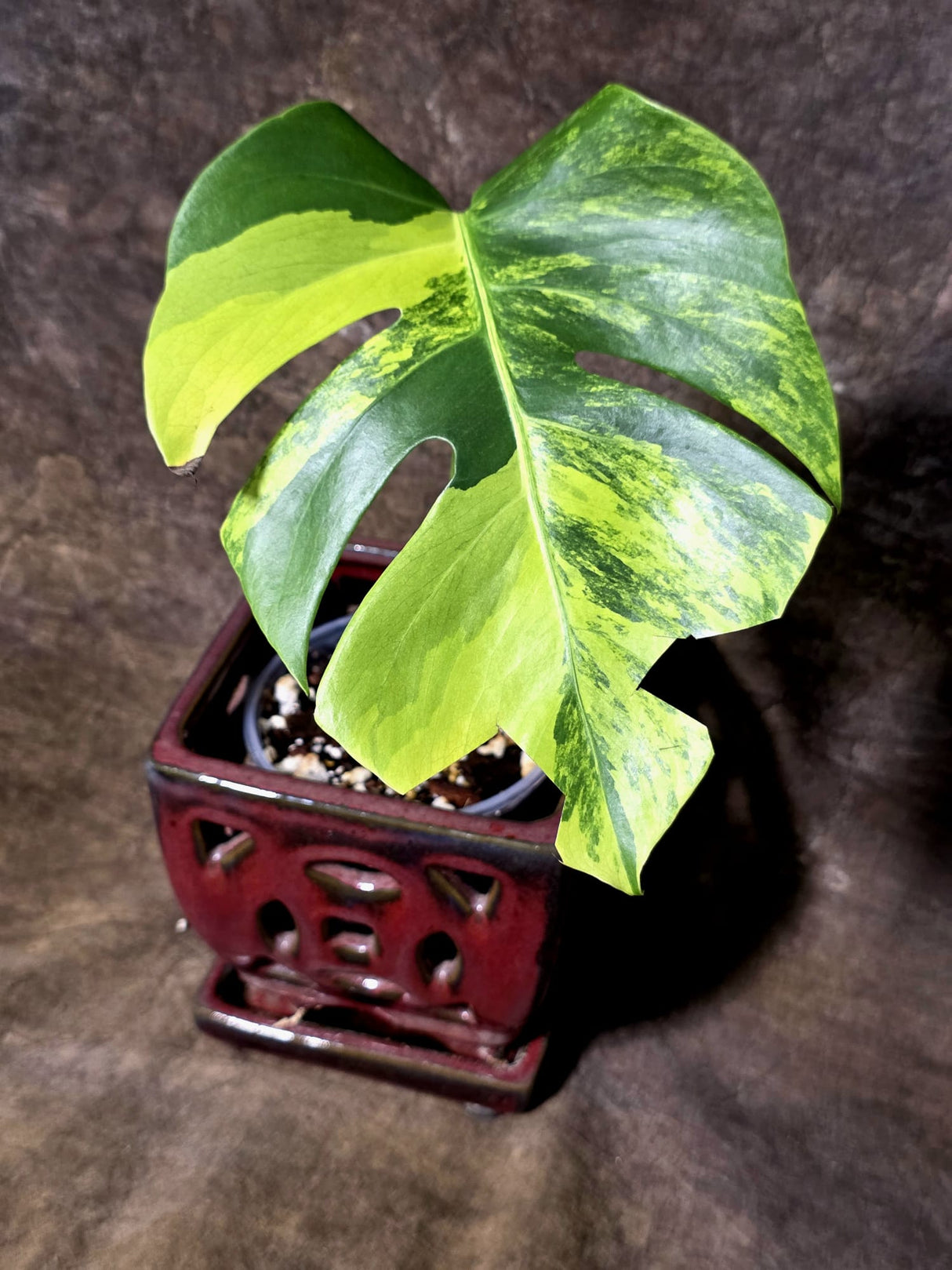 Monstera Borsigiana Aurea Variegated - Exact Rare Plants (July-13-51)