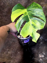 Monstera Borsigiana Aurea Variegated - Exact Rare Plants (July-13-51)