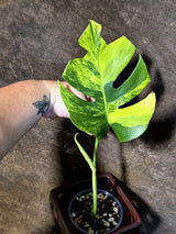 Monstera Borsigiana Aurea Variegated - Exact Rare Plants (July-13-51)