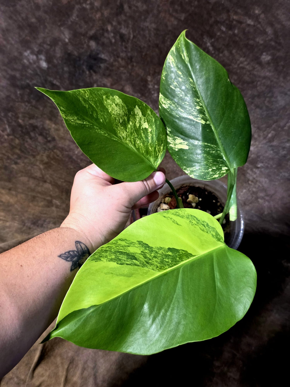 Monstera Borsigiana Aurea Variegated - Exact Rare Plants (July-13-53)