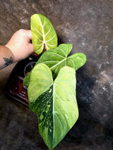 Philodendron Gloriosum Tricolor Plant - Velvet Leaf Collector Plant - (July-13-54)