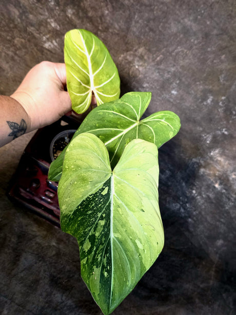 Philodendron Gloriosum Tricolor Plant - Velvet Leaf Collector Plant - (July-13-54)