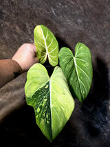 Philodendron Gloriosum Tricolor Plant - Velvet Leaf Collector Plant - (July-13-54)