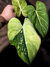 Philodendron Gloriosum Tricolor Plant - Velvet Leaf Collector Plant - (July-13-54)