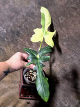 Variegated Golden Dragon Philodendron - EXACT Plant (July-13-52)