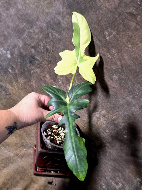 Variegated Golden Dragon Philodendron - EXACT Plant (July-13-52)