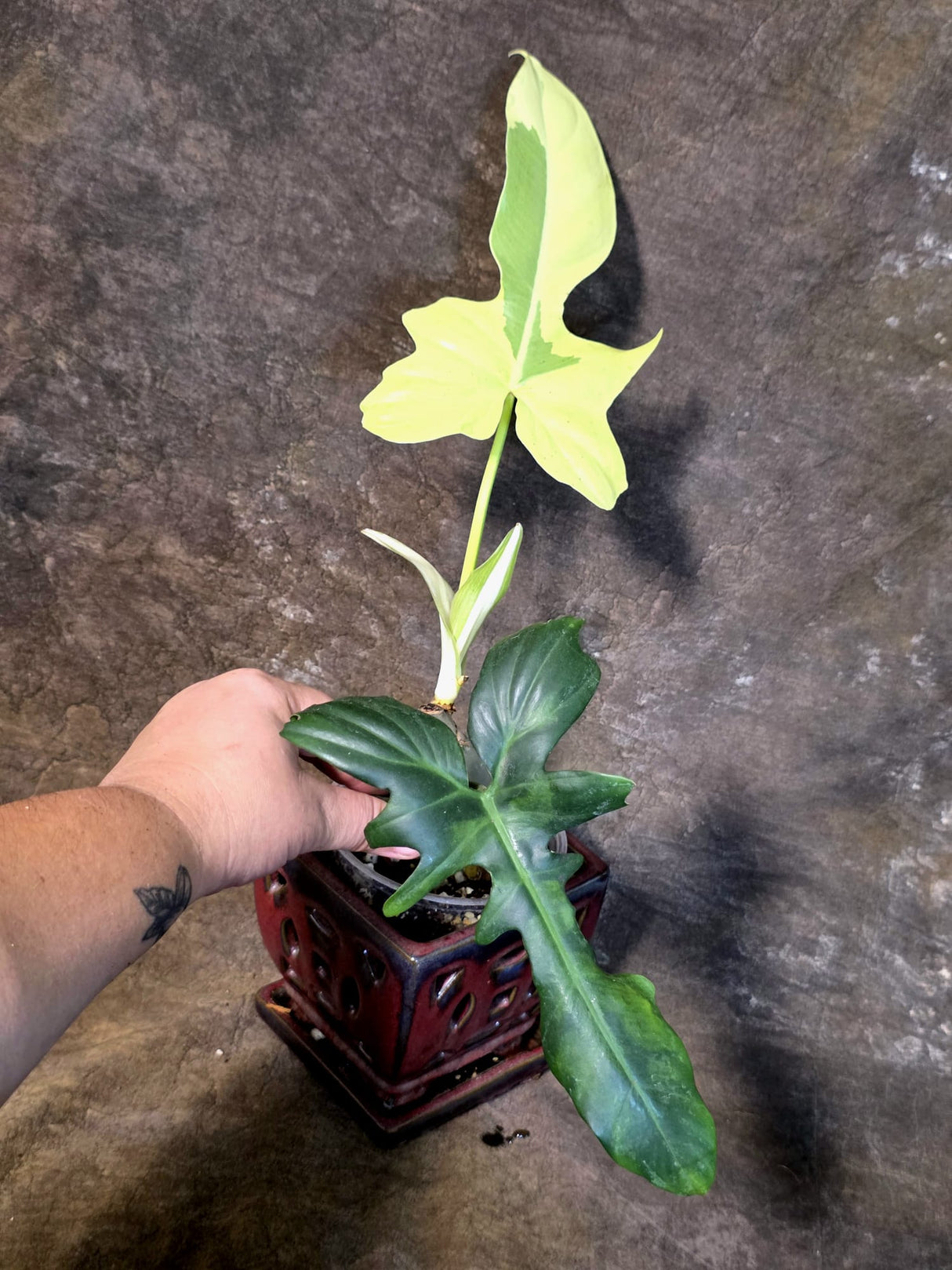 Variegated Golden Dragon Philodendron - EXACT Plant (July-13-52)