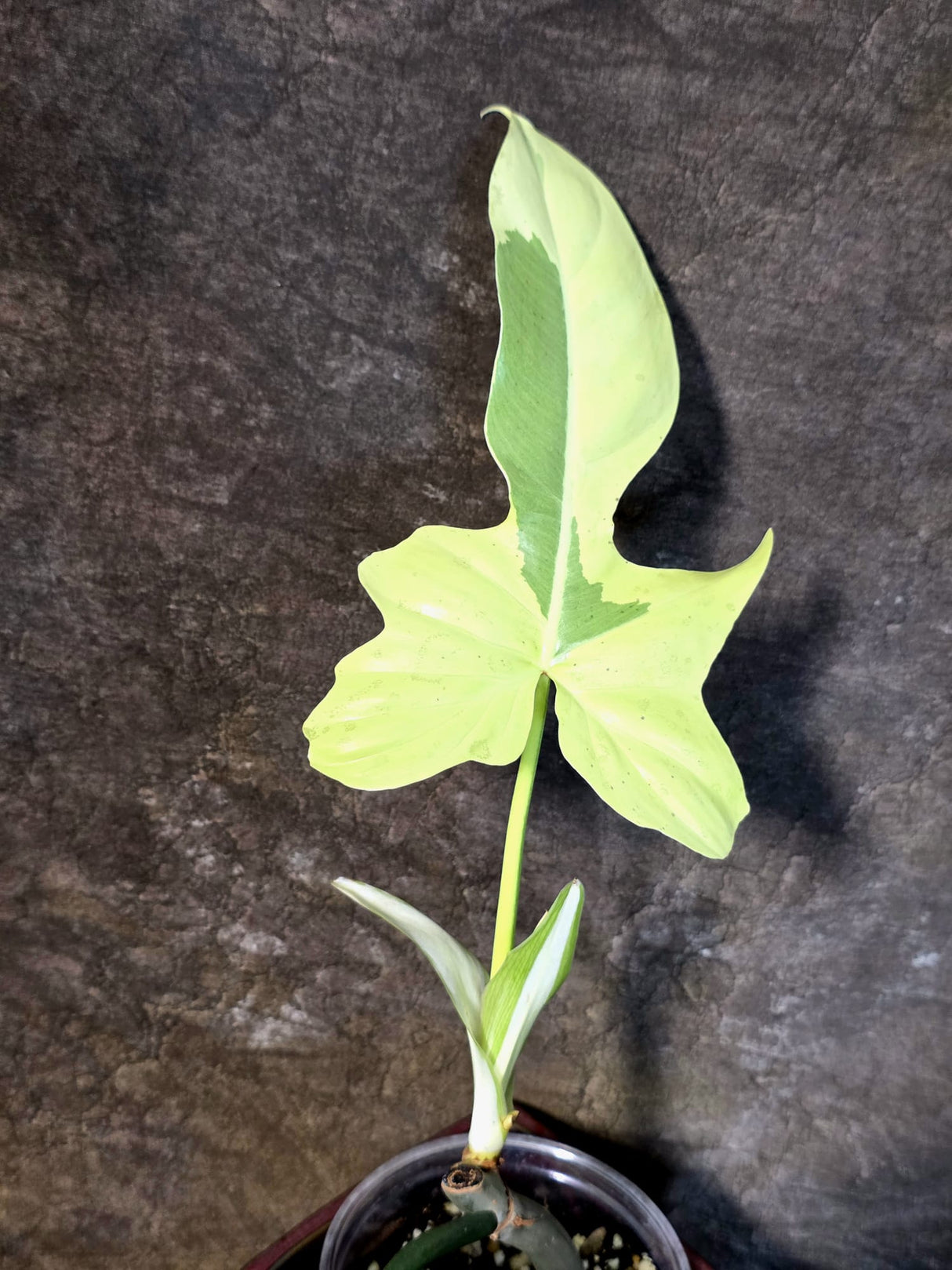 Variegated Golden Dragon Philodendron - EXACT Plant (July-13-52)