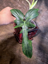 Variegated Golden Dragon Philodendron - EXACT Plant (July-13-52)