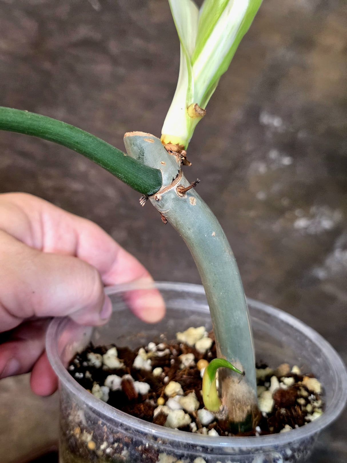 Variegated Golden Dragon Philodendron - EXACT Plant (July-13-52)