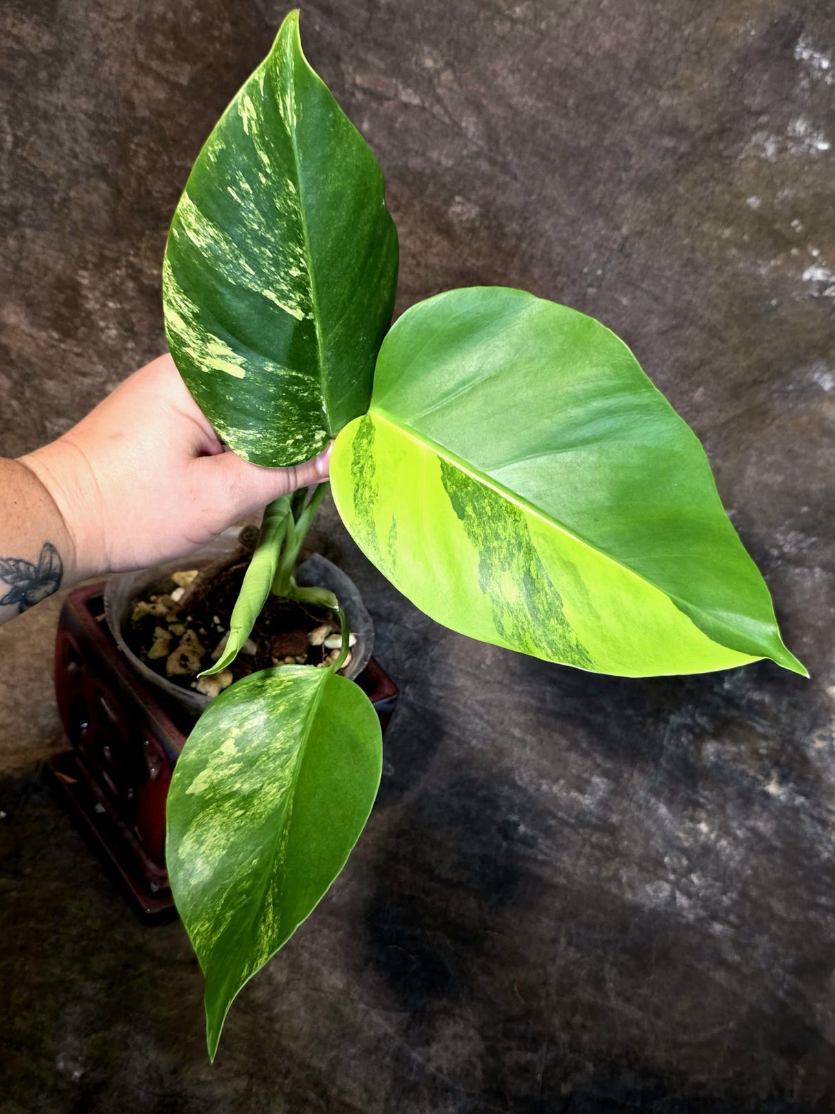 Monstera Borsigiana Aurea Variegated - Exact Rare Plants (July-13-53)