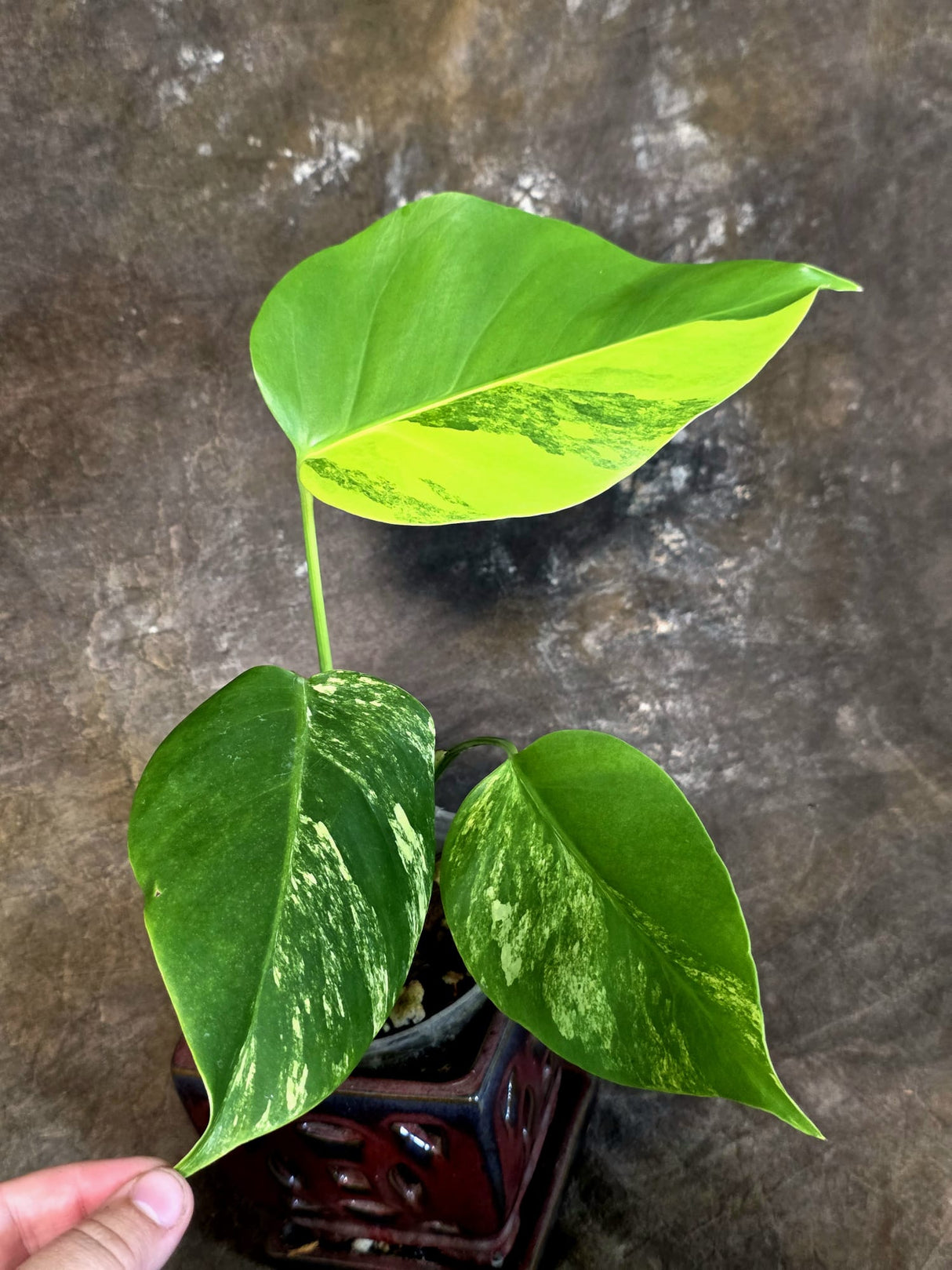 Monstera Borsigiana Aurea Variegated - Exact Rare Plants (July-13-53)