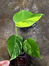 Monstera Borsigiana Aurea Variegated - Exact Rare Plants (July-13-53)