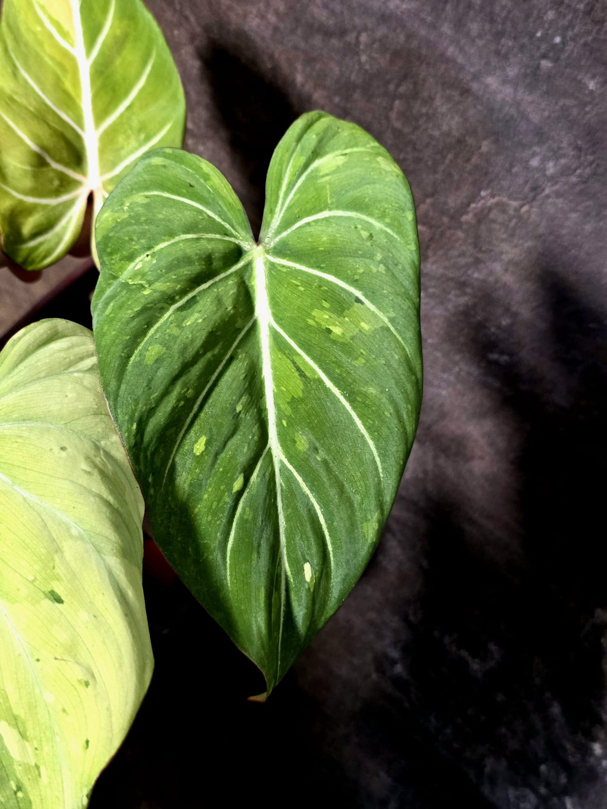 Philodendron Gloriosum Tricolor Plant - Velvet Leaf Collector Plant - (July-13-54)