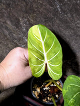 Philodendron Gloriosum Tricolor Plant - Velvet Leaf Collector Plant - (July-13-54)