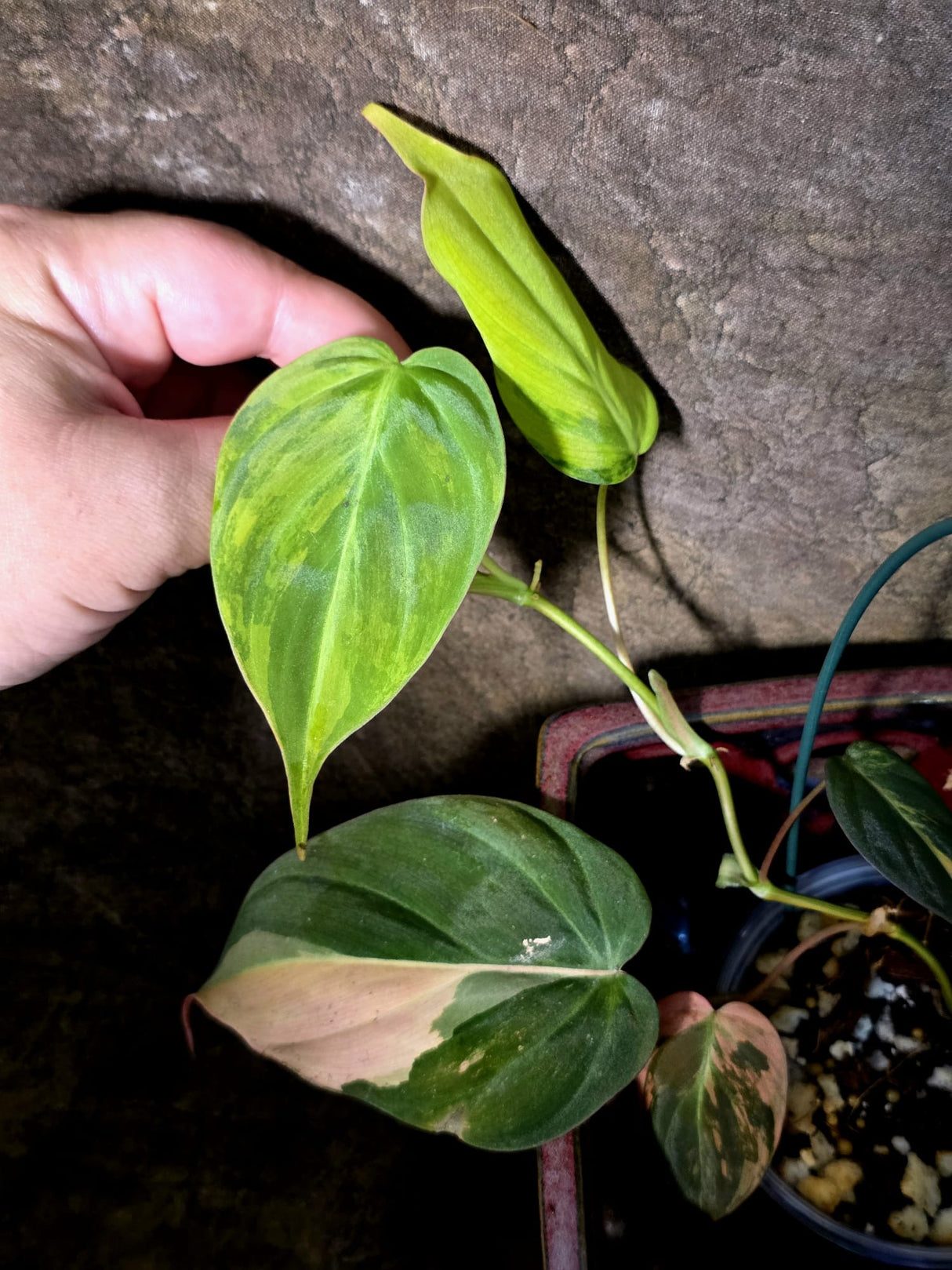 Variegated Philodendron Mican Aurea - Rare Exact Plant - (July-13-59)