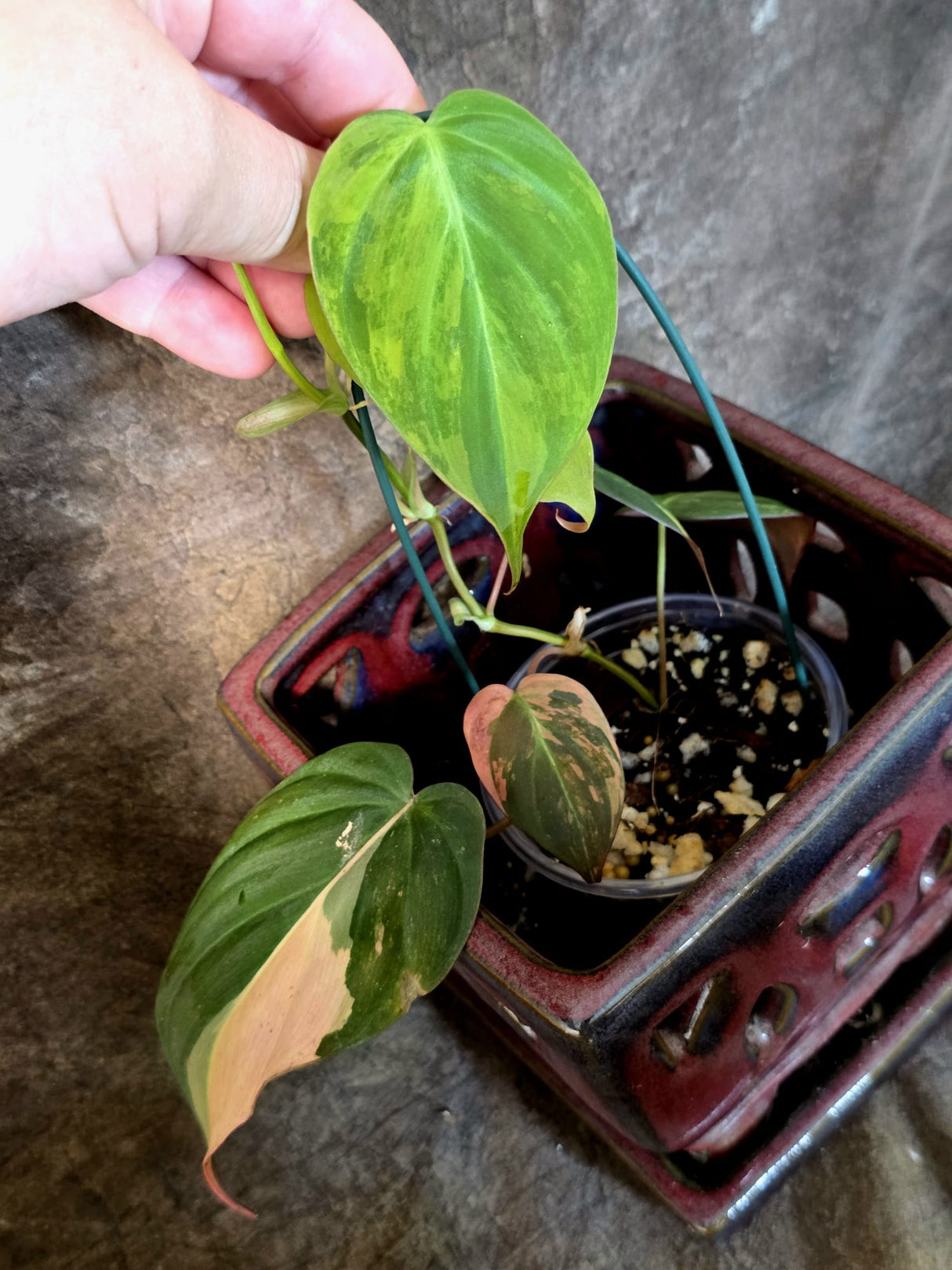 Variegated Philodendron Mican Aurea - Rare Exact Plant - (July-13-59)