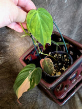 Variegated Philodendron Mican Aurea - Rare Exact Plant - (July-13-59)