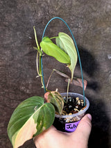 Variegated Philodendron Mican Aurea - Rare Exact Plant - (July-13-59)