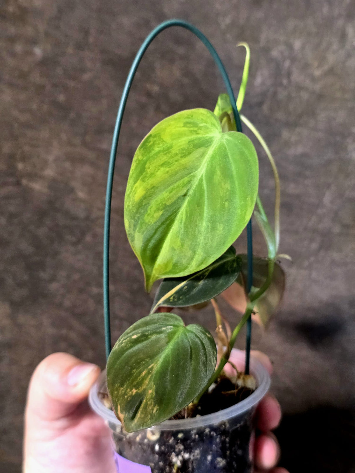 Variegated Philodendron Mican Aurea - Rare Exact Plant - (July-13-59)