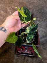 Variegated Philodendron Mican Aurea - Rare Exact Plant - (July-13-60)